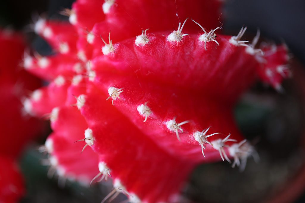 red-cactus-macro_1824-11
