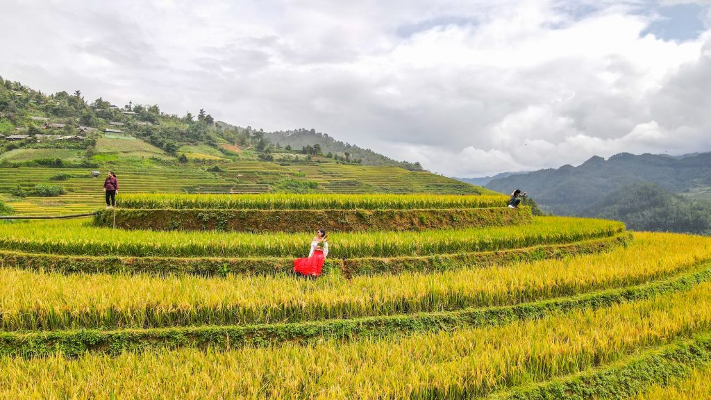 Hiện đồi mâm xôi lúa đang vàng ươm rực rỡ. Đây là một trong những địa điểm hấp dẫn những du khách lựa chọn tour du lịch Yên Bái.