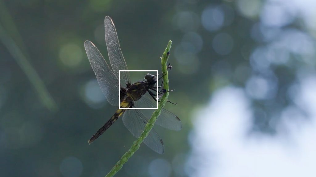 Sony-A7Rv-AF-insect-detection
