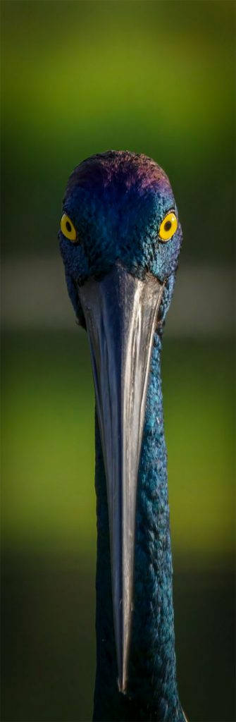 Winners-of-the-2022-BirdLife-Australia-Photography-Awards-have-been-announced-637e149a4ba13__700