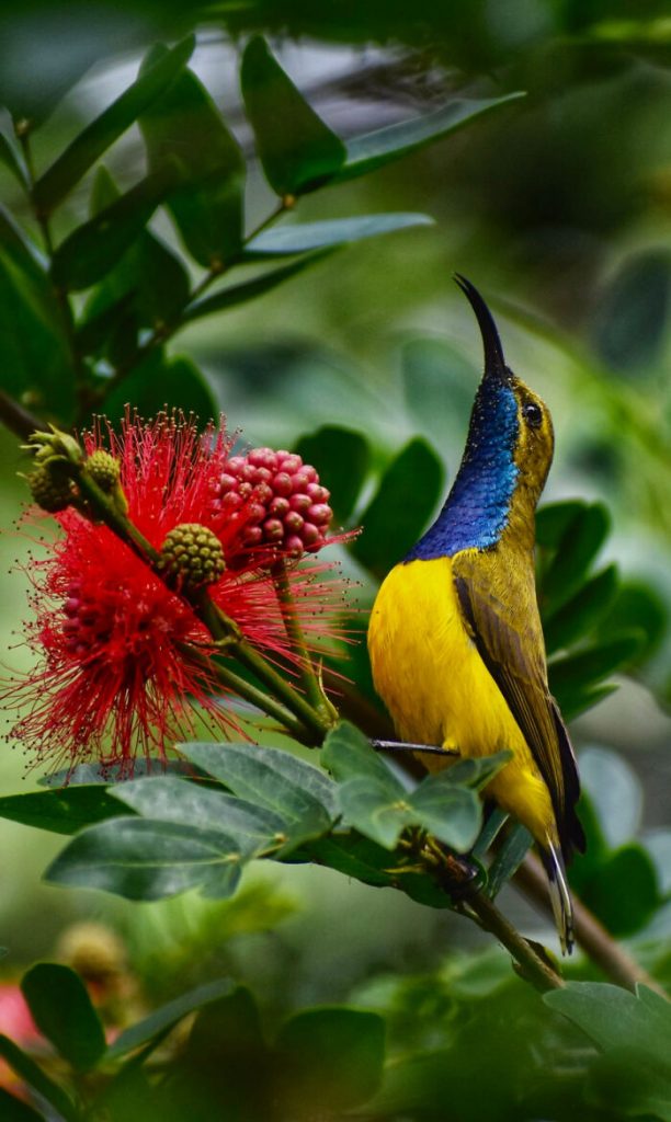 Winners-of-the-2022-BirdLife-Australia-Photography-Awards-have-been-announced-637e239650fed-png__700