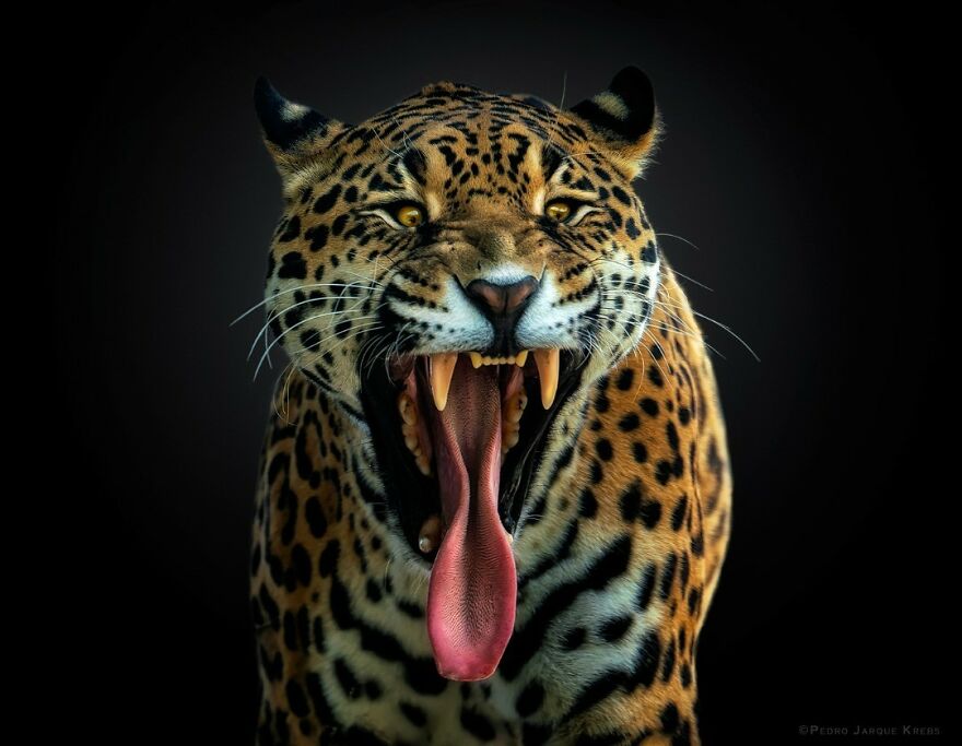 Photographer-takes-stunning-portraits-of-wild-animals28-New-Pics-63ca8d0531ea2__880