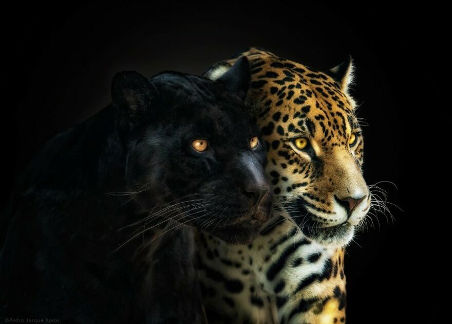 Photographer-takes-stunning-portraits-of-wild-animals28-New-Pics-63ca8d20033a6__880