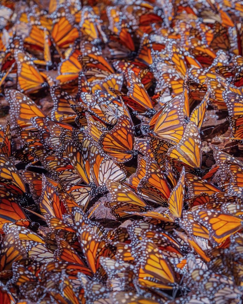 I-spent-several-days-among-hundreds-of-thousands-of-these-beautiful-butterflies-in-Mexico-626d140e727c3__880