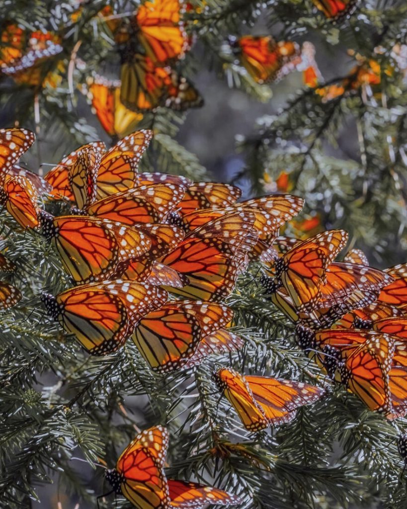 I-spent-several-days-among-hundreds-of-thousands-of-these-beautiful-butterflies-in-Mexico-626d14377bfb0__880
