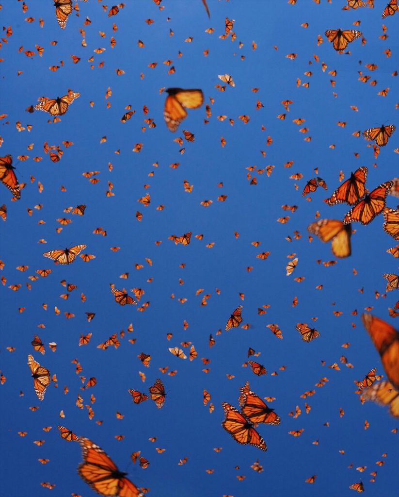 I-spent-several-days-among-hundreds-of-thousands-of-these-beautiful-butterflies-in-Mexico-626d143b831fb__880