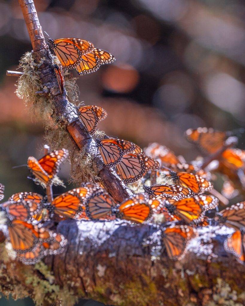 I-spent-several-days-among-hundreds-of-thousands-of-these-beautiful-butterflies-in-Mexico-626d147d7e069__880