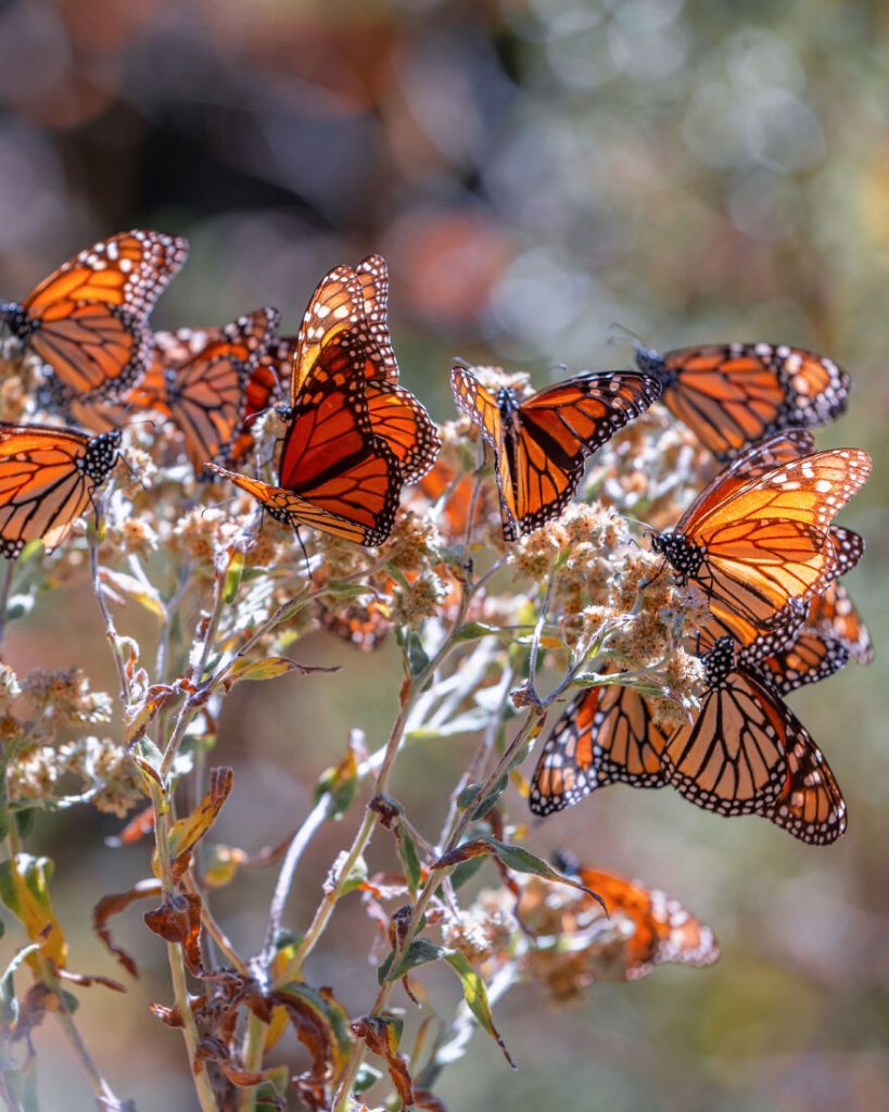 I-spent-several-days-among-hundreds-of-thousands-of-these-beautiful-butterflies-in-Mexico-626d1487482cc__880