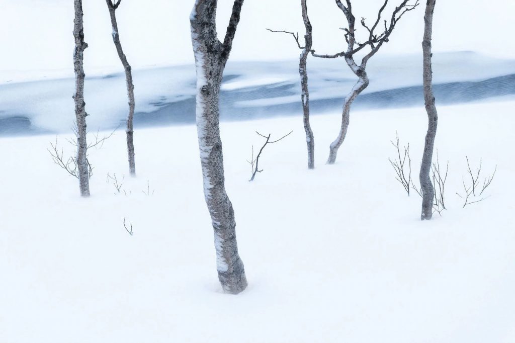 “Arctic Tenacity” chụp bởi Gabriel Stankiewicz | Natural Landscape Photography Awards