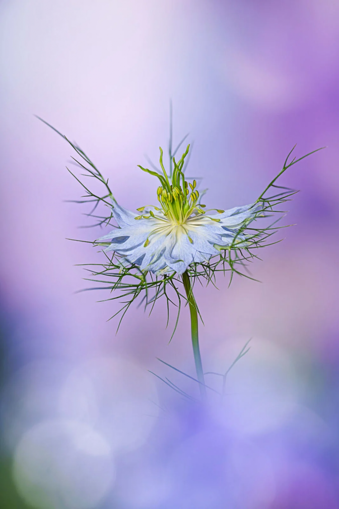 © Angi Wallace — Beauty of Plants / International Garden Photographer of the Year (IGPOTY)