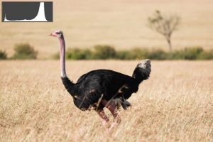 Ảnh tương tự được áp dụng bù phơi sáng +2 stop (ở xử lý hậu kỳ). Hình dạng của biểu đồ về cơ bản không thay đổi, nhưng giờ đây nó kéo dài hơn nhiều về phía cuối bên phải của thang đo, xác nhận rằng hình ảnh đã được làm sáng đáng kể.