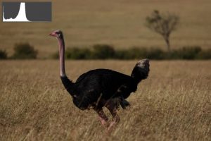 Việc xem biểu đồ cho hình ảnh này sẽ xác nhận ấn tượng trực quan rằng nó bị thiếu sáng – biểu đồ được dồn về phía đầu bên trái (shadow) của thang đo và không chạm tới bên phải, cho thấy rằng không có điểm sáng nào trong cảnh.