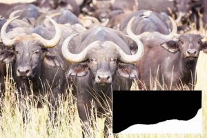 Histogram của hình ảnh này xác nhận là ảnh bị phơi sáng quá mức: biểu đồ tăng lên đến đỉnh ở đầu bên phải, bị cắt đột ngột, biểu thị các pixel sáng nhất đã bị cắt thành màu trắng và chi tiết tông màu bị mất dần.