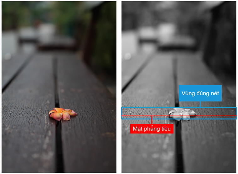 EOS R50 + RF35mm f/1.4L VCM ở 35mm (tương đương 56mm) ở f/1.4