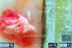 Khung lấy nét ở độ phóng đại 10x.