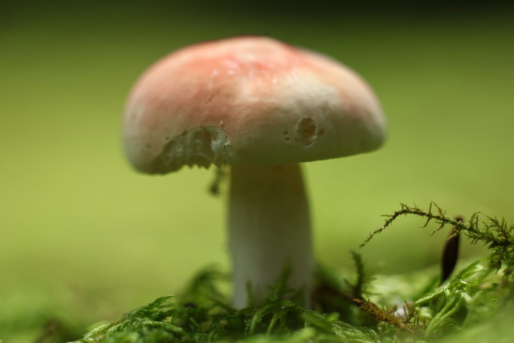 EOS R7/ RF100mm f/2.8L Macro IS USM/ FL: 100mm (tương đương 160mm)/ Aperture-priority AE (f/2,8, 1/200 giây)/ ISO 100 