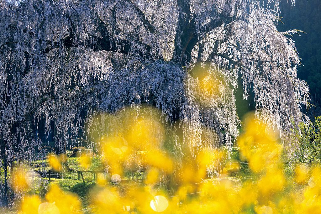 EOS R5/ RF70-200mm f/2.8L IS USM/ FL: 100mm/ Aperture-priority AE (f/2.8, 1/640 giây, EV-0,7)/ ISO 100/ WB: Auto