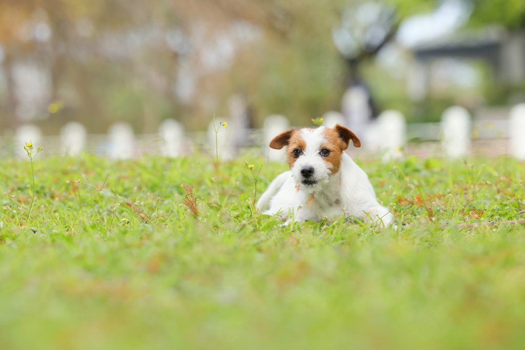 EOS R6 Mark II + RF70-200mm f/2.8L IS USM ở 177mm, f/5, 1/1600 giây, ISO 1000