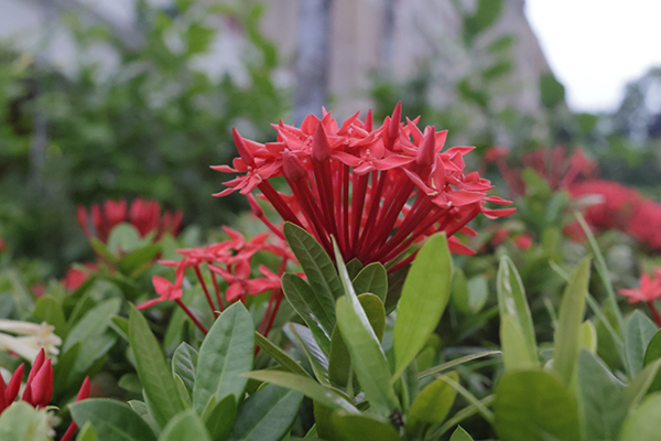EOS R50 + RF35mm f/1.4L VCM, FL: 35mm (tương đương 56mm) ở f/8
