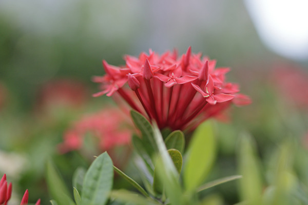 EOS R50 + RF35mm f/1.4L VCM, FL: 35mm (tương đương 56mm) ở f/1.4