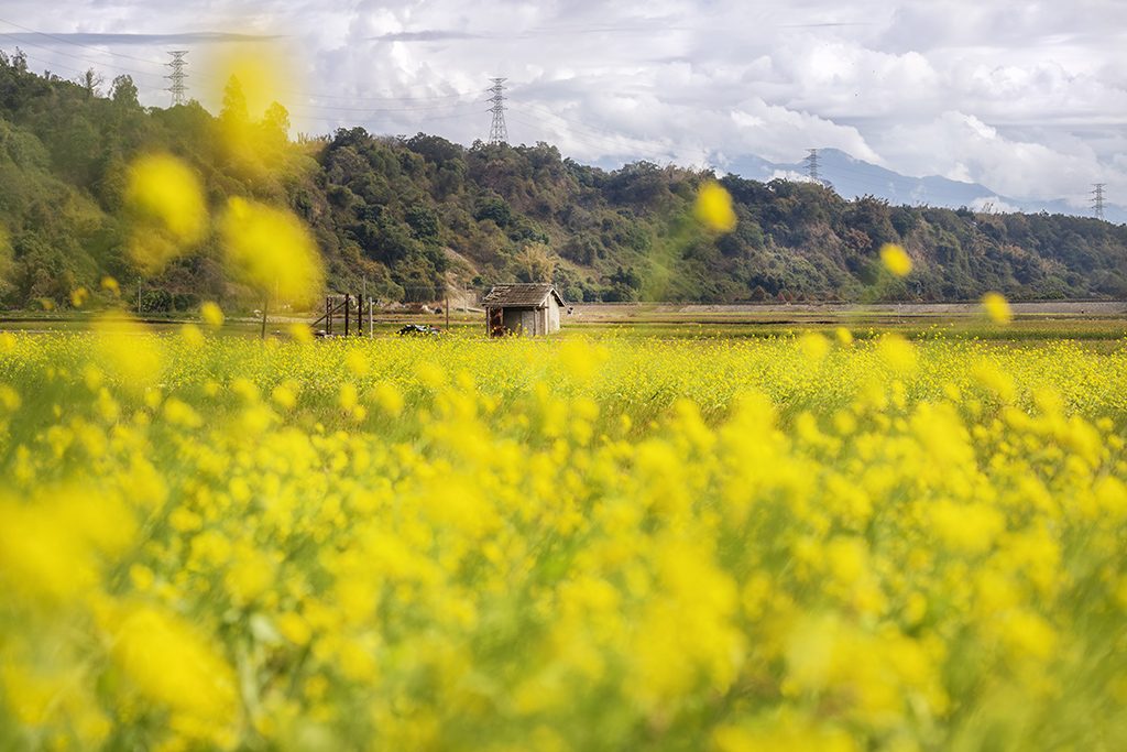 EOS R8 + RF70-200mm f/2.8L IS USM/ FL: 100mm/ Aperture-priority AE (f/5, 1/1000 giây)/ ISO 100