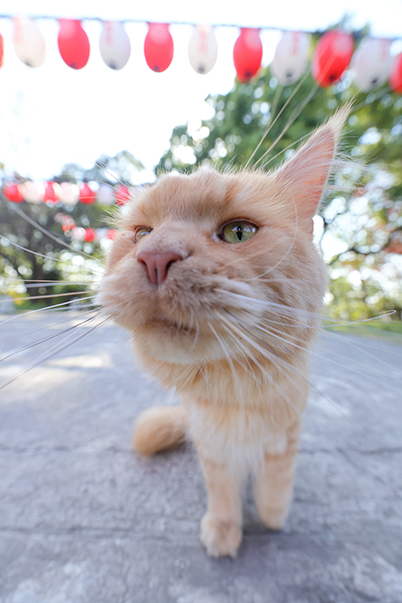 EOS R8 + RF15-35mm f/2,.8L IS USM, FL: 15mm/ f/5