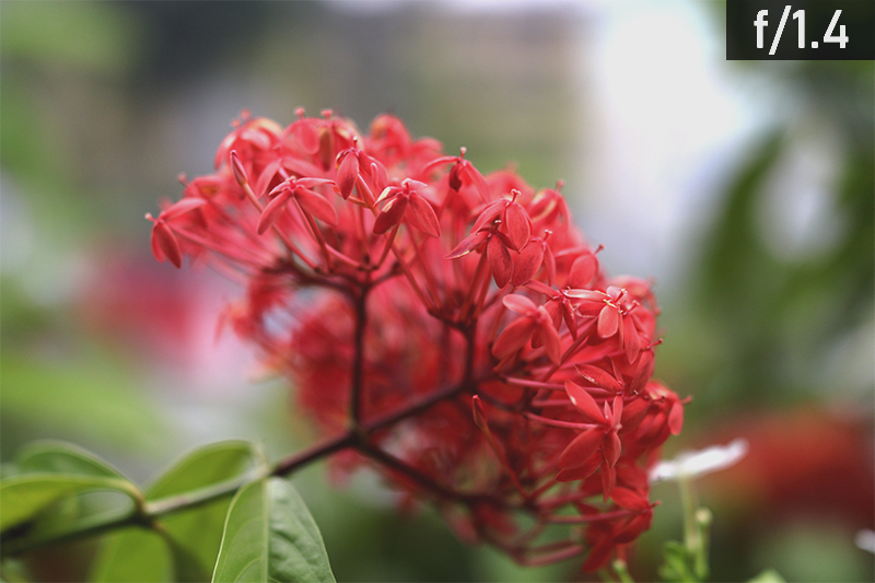 EOS R50/ RF35mm f/1.4L VCM, FL: 35mm (tương đương 56mm)