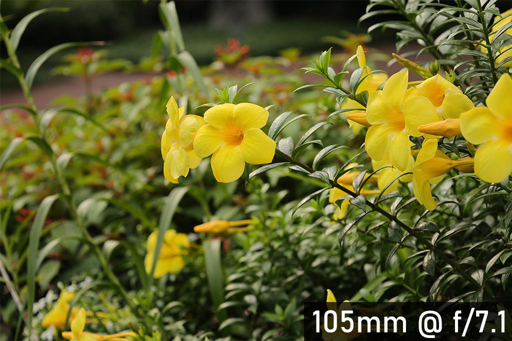 Chụp bằng EOS R6 Mark II, f/7.1, 1/100 giây, ISO 200