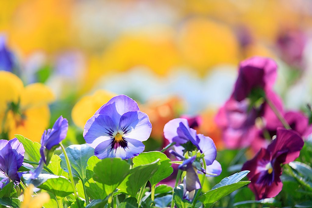 EOS 750D/ EF-S55-250mm f/4-5.6 IS STM/ FL: 250mm (400mm tương đương)/Aperture Priority AE (f/5.6, 1/320 giây, EV+0,7)/ISO 400/WB: Auto