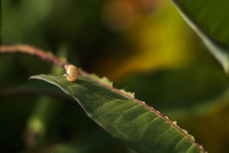 Canon RF 24-105mm f/4L IS USM ở tiêu cự 105mm, f/4, 1/640s, ISO 100 | Ảnh: Petapixel