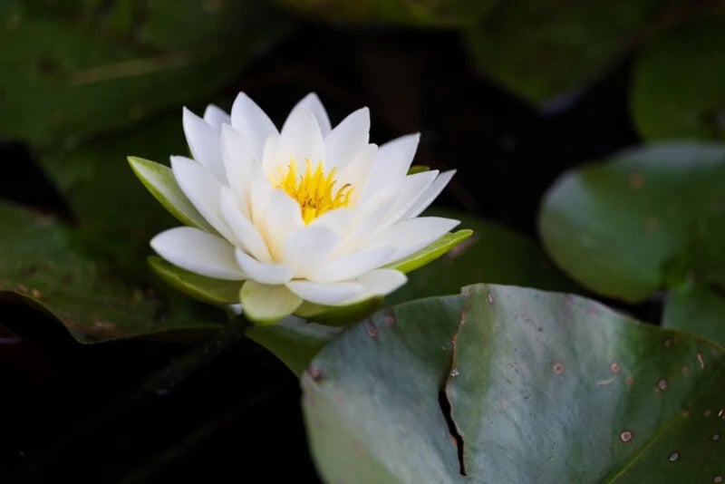 Canon RF 70-200mm f/2.8L IS USM ở tiêu cự 200mm, f/2.8, 1/250s, ISO 160 | Ảnh: Petapixel