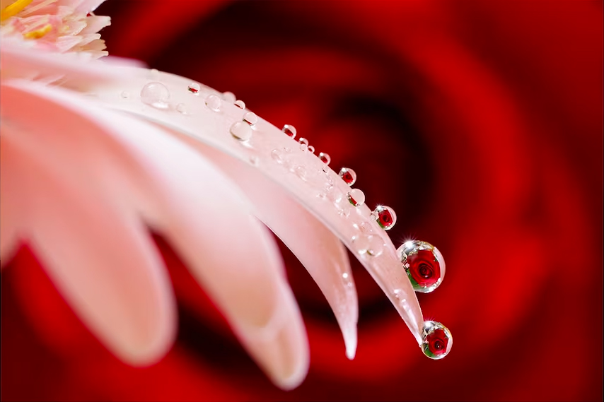 Sony FE 90mm f/2.8 Macro G OSS (Chính hãng)