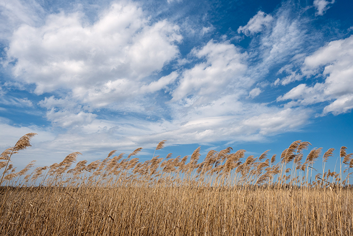 Sigma 16mm f/1.4 DC DN (C) Nikon Z (Chính hãng)